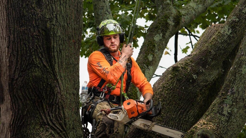 Arborist Reports